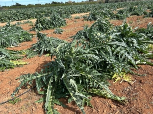 Les fortes ventades afecten els cultius a la província de Castelló amb greus danys segons AVA-ASAJA