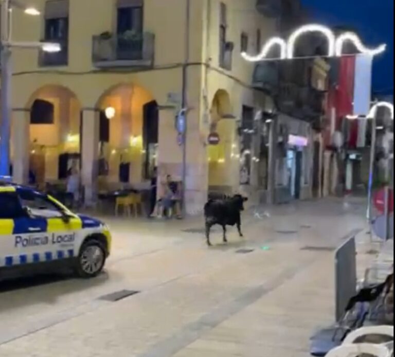 Una vaqueta escapa pels carrers d'Ulldecona durant les Festes Majors – Info  Nord
